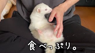 The crunchy sound of a ferret's meal