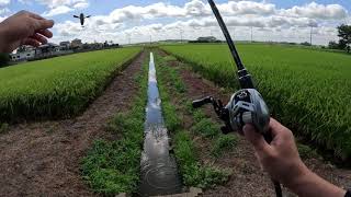 【野池、水路】実家の近所で時短釣行です。