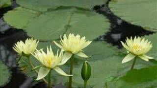 lotus bloom