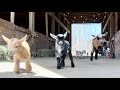 24 hopping baby goats! Oh My!