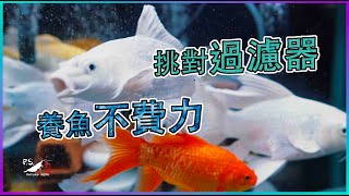 新手必看!選對過濾器，養魚不費力 水族教學｜我只是個養蝦的