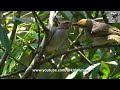 Feeding Time for Pair of STRAW-HEADED BULBULS Fledglings @Bird Paradise, Singapore