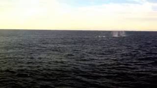 HMCS IROQUOIS - Firing Phalanx CIWS at Remote Target