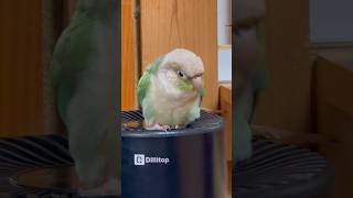 ［ウロコインコ］空気清浄器の風がツボなチョボと無関心なジル #greencheekconure #parakeet #conure