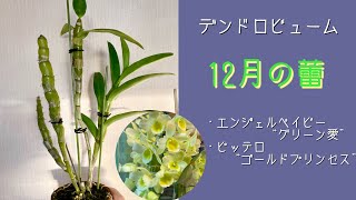 2024年12月8日　デンドロビューム　12月の蕾　エンジェルベイビー“グリーン愛”　ピッテロ“ゴールドプリンセス”