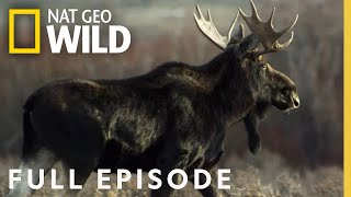 Super Moose (Full Episode) | America the Wild