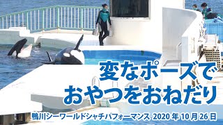 変なポーズで　おやつをおねだり【2020年10月26日午前のおやつタイム　鴨川シーワールド　シャチパフォーマンス】Orca performance, Kamogawa Sea World,