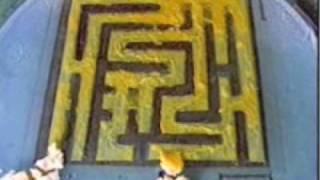 Slime mold solving a maze in the lab