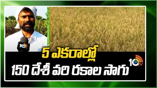 5 ఎకరాల్లో 150 దేశీ వరి రకాల సాగు | 150 Paddy Types Farming in 5 Acres | Matti Manishi | 10TV