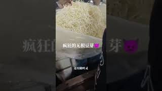 🔥科技狠活：豆芽无根剂！