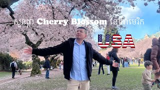 សួនផ្កា Cheery Blossom នៅសហរដ្ឋអាមេរិក | Cheery Blossom park in USA.