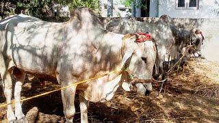 Ongole bulls || speed \u0026 strength || 4 teeth bulls || Ongoleboy Telugu