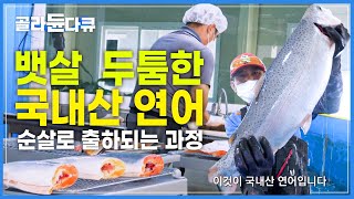 '금값' 노르웨이산 말고 국내산으로 싱싱하고 저렴하게!│희귀 양식의 세계! 연어 양식장│뱃살 두툼한 국내산 연어가 순살로 출하되는 과정│극한직업│#골라듄다큐