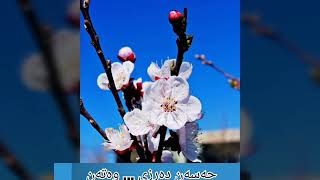 حەسەن دەرزی ... وەتەن  hasan darzi ... watan