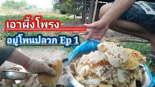 เอาผึ้งโพรงอยู่โพนปลวก Ep 1