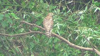 H0191　大分川　カワセミを追うオオタカ　Oita River　A goshawk chasing a kingfisher