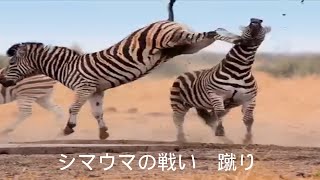 シマウマ(しまうま,zebra)の戦い 蹴り オス繁殖期　 鳴き声