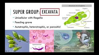 Lab #3 Protists