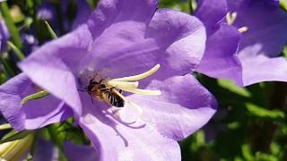 Wildblumen für mehr Wildbienen und Biodiversität