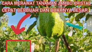 CARA MERAWAT TANAMAN JAMBU KRISTAL AGAR CEPAT BERBUAH DAN BUAHNYA BESAR