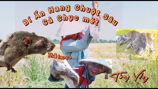  Bắt Được Cả Đàn Chuột Lớn Sau Khi Đào Hang Thủ Công!