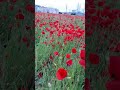 şehrin göbeğindeki gelincik tarlası papaver rhoeas mutluluk bahar bahar çiçekleri huzur