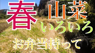 【田舎暮らし】山菜達の探索