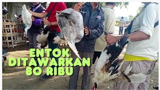 Entok ditawarkan 80 ribu di pasar hewan Purbalingga