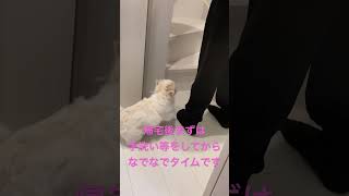 飼い主の帰宅を大喜びするペキニーズの子犬#dog #pekingese #puppy #鼻ぺちゃ犬 #北京犬#페키니스