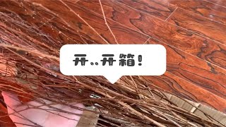 开...开箱啦！！“竹笋炒肉”的竹笋来了藍……再开箱几个小糖心