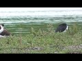 g0149　大分川　まだ眠いセイタカシギ　oita river　still sleepy black winged stilt