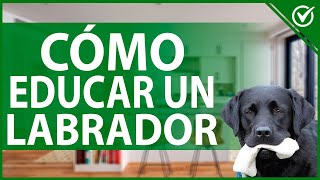 🐕 Cómo Educar a un Labrador - Guía de Entrenamiento para Cachorros y Adultos 🐕