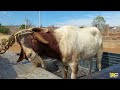 PLAZA GANADERA EN HIDALGO MEXICO-BORREGOS-CHIVOS-CERDOS-ANIMALES EN VARIEDAD A BUEN PRECIO.