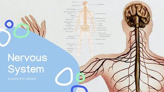 กายวิภาคศาสตร์ เรื่อง ระบบประสาท (สมอง) Anatomy : Nervous system (Brain)