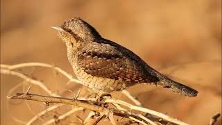 Torcecuellos euroasiático (Jynx torquilla) Canto