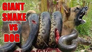Giant Anaconda Snake vs Dog - Real Fight - Biggest Snake - FULL