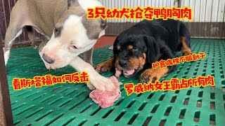 三只幼犬疯抢鸭胸狗肉，罗威纳女王每一块都疯抢霸占，斯塔福如何反击