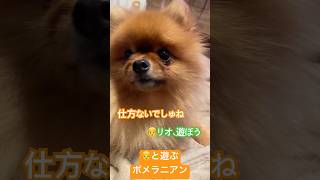 👦と遊ぶポメラニアン #ポメラニアン #dog #pomeranian #いぬのいる生活