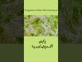 biology study euglena characteristics euglena characteristics of plant