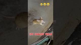 अरे बेटा इतना दिन से परेशान कर रहे हो आज फाश गाय #funny #comedy #rat #cat #dog #comedymovies #shots