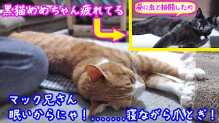 ＜2匹の猫通信＞ハッチとマックの「ほっこりライブ」めめちゃん虫で遊んでお疲れかな？マックは子寝ながら爪とぎ！ 2019 09 19 - Cat Live  in Japan - Cat Life TV