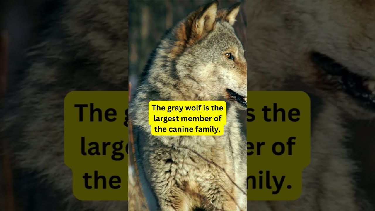 Howling Wonders: Unveiling the Extraordinary World of Wolves
