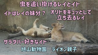 旭山動物園　虫を追い掛けるレイとイト　サッと来てオリトをギュッとして去って行くレイ　サラバー好きなイト　オリト＆イオちゃんファミリー　Orito \u0026 Io family　Lion family