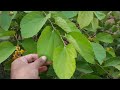 how to grow falsa plant at home step by step guide