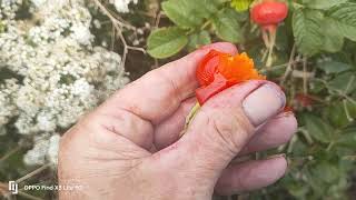 Rosehips  ,this is how I use them , they're sweeter than cherry tomatoes. #wildfoods