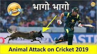 Top ten animals attack in cricket history. खतरनाक जानवर का हमला क्रिकेट के मैदान पर