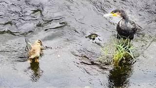 カモ親子0712E【親なし雛がウに鳴かれた反応】置き去り迷子だらけ。ツバメ幼鳥かわいい！カワセミも【野鳥撮影】