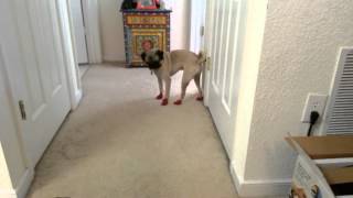 Ares learning to walk in boots.