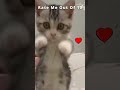 This Is Cute Kitty 🤓 - Funniest Cats Ever - Cat Lovers #shorts #youtubeshorts #shortsfeed