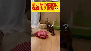 【子猫】こんなことある？？って顔の子猫#shorts #shortvideo #おもしろ